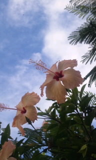 今朝のお花さんたち♪♪ 2010/09/17 09:51:25