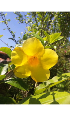 今朝の光景とお花さんたち♪♪