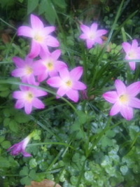 今朝のお花さんたち♪♪ 2010/09/13 10:17:01