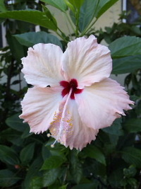 夕方のお花さんたち♪♪ 2010/09/24 17:08:59