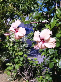 午後のお花さんたち♪♪ 2010/09/25 17:32:25