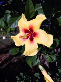 今朝のお花さんたち♪♪ 2010/09/29 08:01:55
