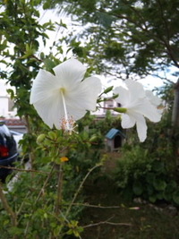 夕方のお花さんたち♪♪ 2010/10/01 18:30:09