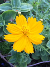 夕方のお花さんたち☆ 2010/10/01 22:34:02