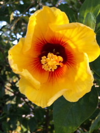 朝日を浴びて・・花びらが初々しく開いています・・❀・・♪♪ 2010/10/03 07:14:28
