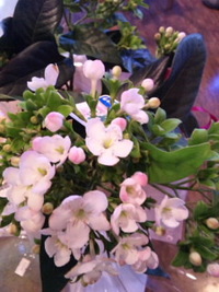 ナーシャさんから花籠のプレゼント♪♪ 2010/10/07 17:59:13