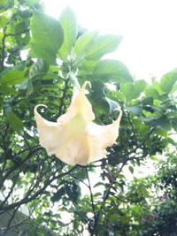 今日のお花さんたち♪♪ 2010/10/09 14:02:22