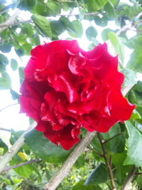 今朝のお花さんたち♪♪ 2010/10/10 08:03:44