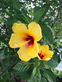 今朝のお花さんたち♪♪ 2010/10/11 07:11:41