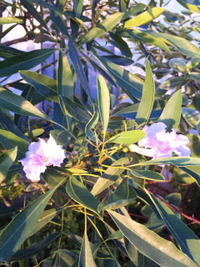 今朝のお花さんたち☆ 2010/10/11 09:51:45