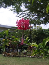 午後のお花さんたち♪♪ 2010/10/12 17:19:22
