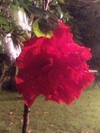 夜のお花さんたち☆ 2010/10/13 23:08:18
