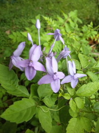夕方のお花さんたち♪♪ 2010/10/14 18:31:52