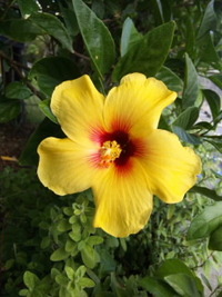 今朝のお花さんたち♪♪ 2010/10/17 08:09:48