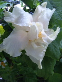 雨の朝のお花さんたち♪♪ 2010/10/19 09:41:22