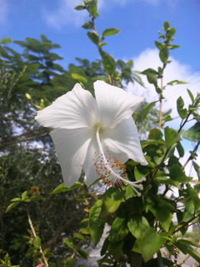 昨日のお花さんたち♪♪ 2010/10/24 17:29:53