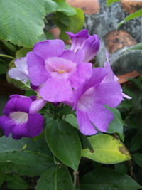 今朝のお花さんたち♪♪ 2010/11/05 12:21:24
