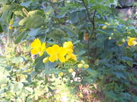 今朝のお花さんたち♪♪ 2010/11/09 08:04:28