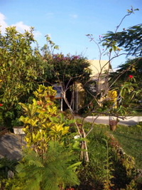お庭の風景♪♪ 2010/11/09 08:13:10