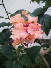 午後のお花さんたち♪♪ 2010/11/17 16:03:02