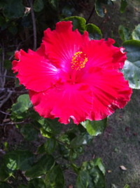 今日のお花さんたち♪♪ 2010/11/18 12:20:16