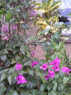 今朝のお花さんたち♪♪