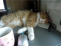 春・・・ 2012/03/14 09:18:55