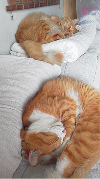 まだ深くないけどね 2011/10/19 20:07:41