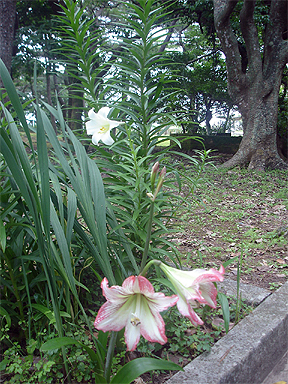蒸し暑い