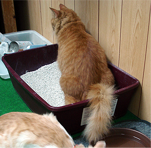 気になること　～猫編～