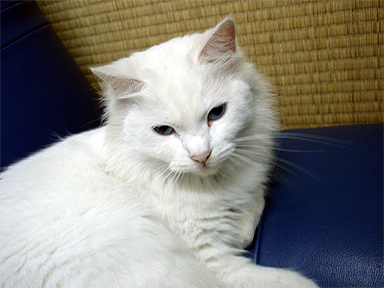 気になること　～猫編～