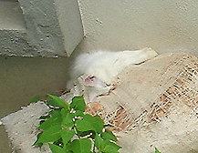 どうでもよい