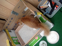 ジェイソン・ステイサムと寅さん 2010/06/09 09:32:35