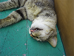 どうでもよい