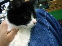 また、猫劇場。 2009/12/03 09:11:42