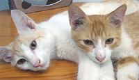 猫の目 2009/09/29 09:21:03