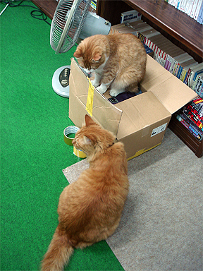 さてさて
