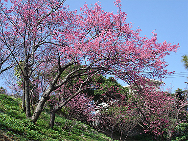 桜