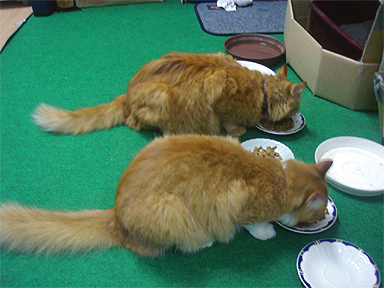 日々成長