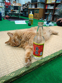 暑気払い 2011/06/01 08:43:19
