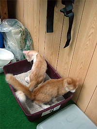 お盆 2009/09/02 08:26:40
