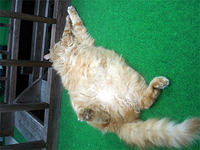 入梅です 2010/05/07 08:41:57