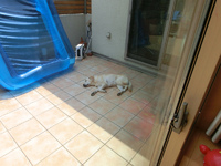 ただいま～ 2013/08/02 11:17:48
