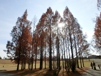 備北丘陵公園 2013/11/25 23:38:32