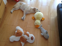 どれが本物でしょう～ 2013/09/09 16:06:07