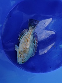 ついに成長期到来か 2021/05/18 07:41:55