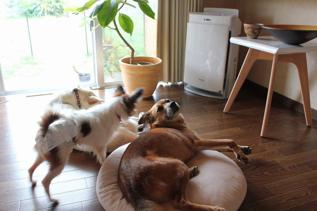 保護犬テトの変化♪