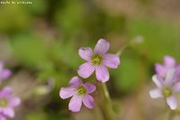 flower① 2014/04/20 14:04:36