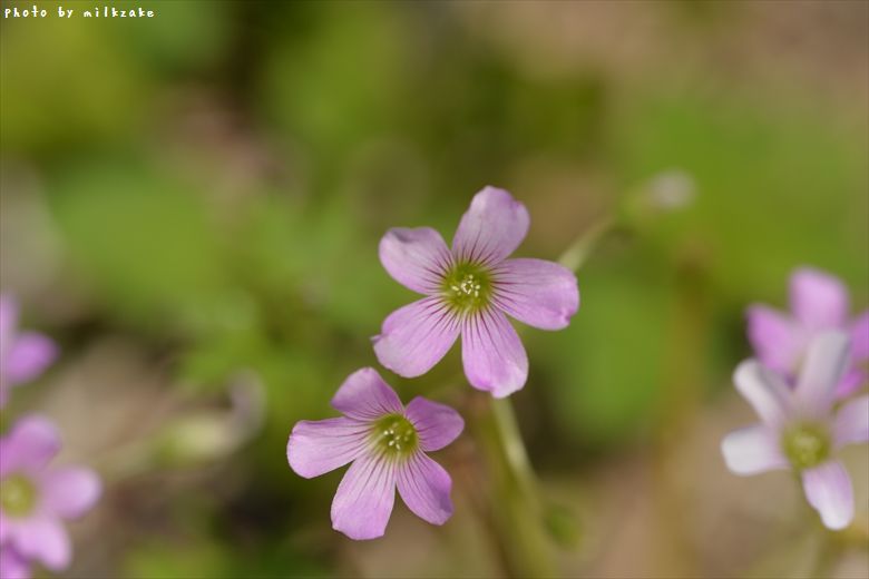 flower①