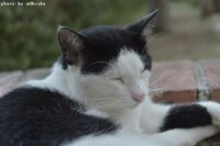 猫の寝顔 2014/09/27 20:17:20